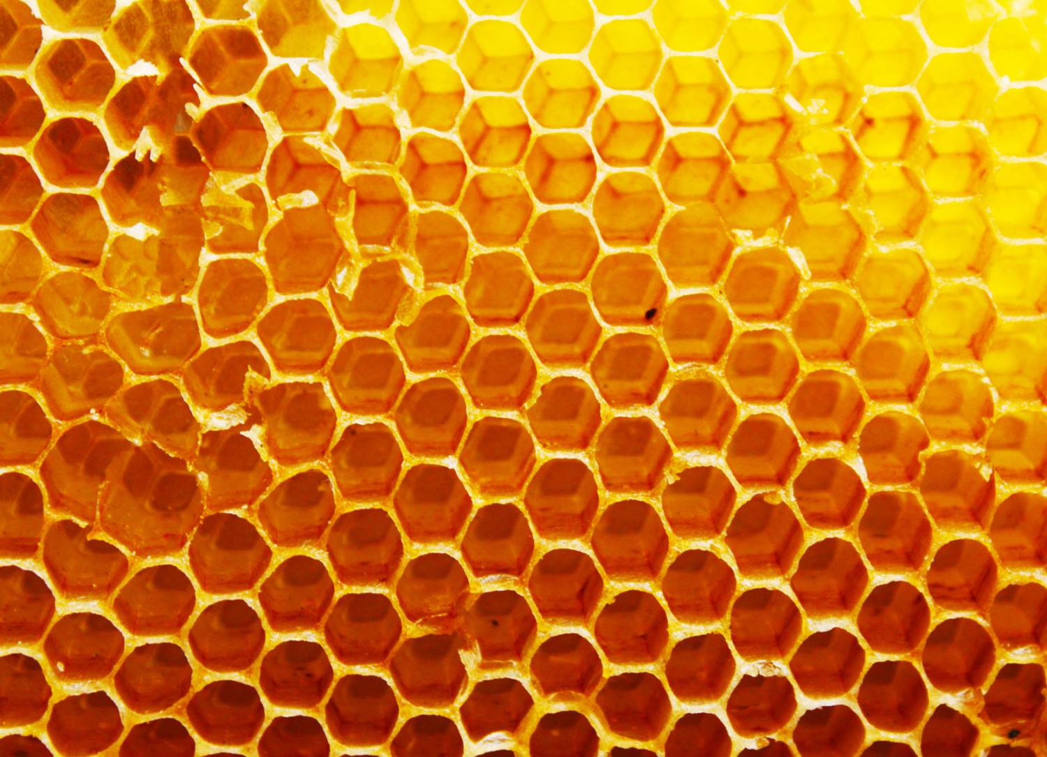 honey comb wall kitchen